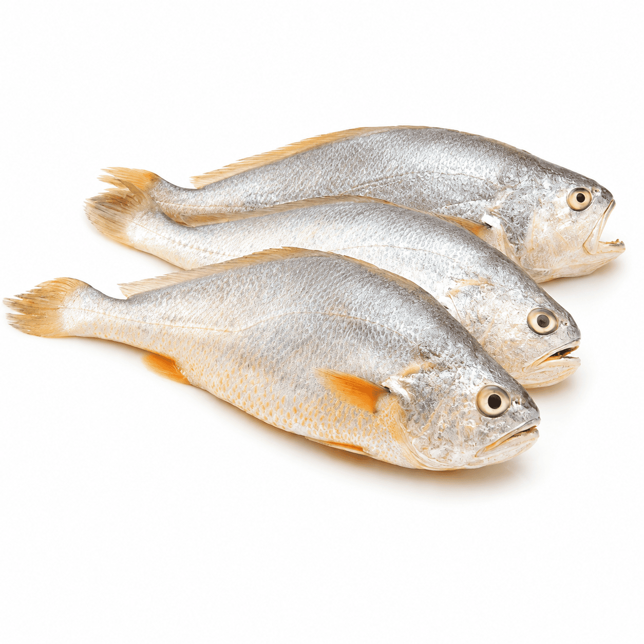 Croaker Fish per Bag