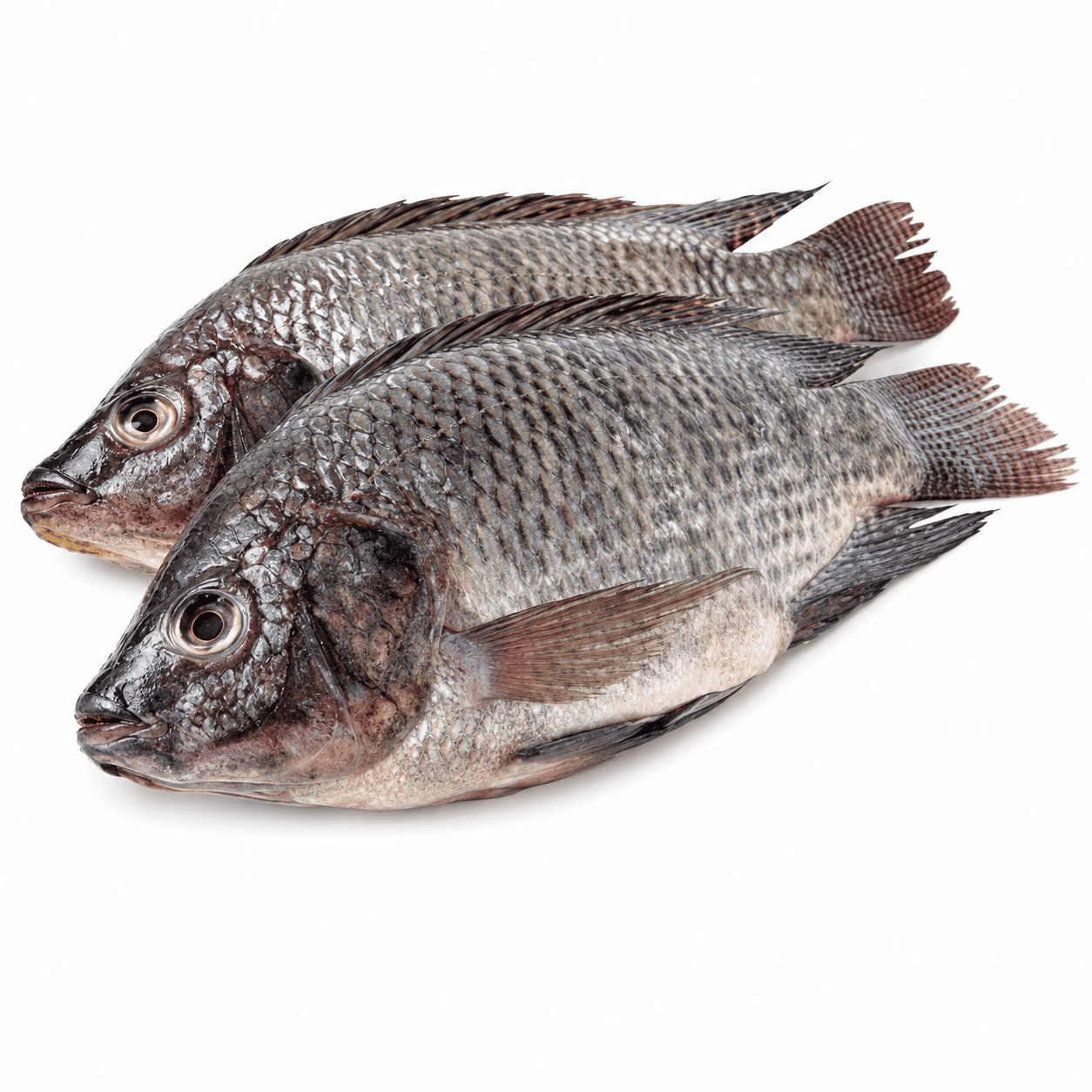 Tilapia Fish