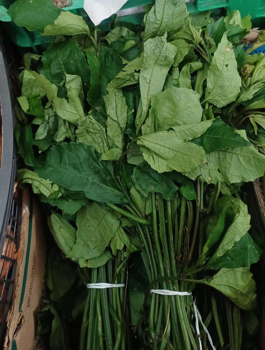 Vegetable