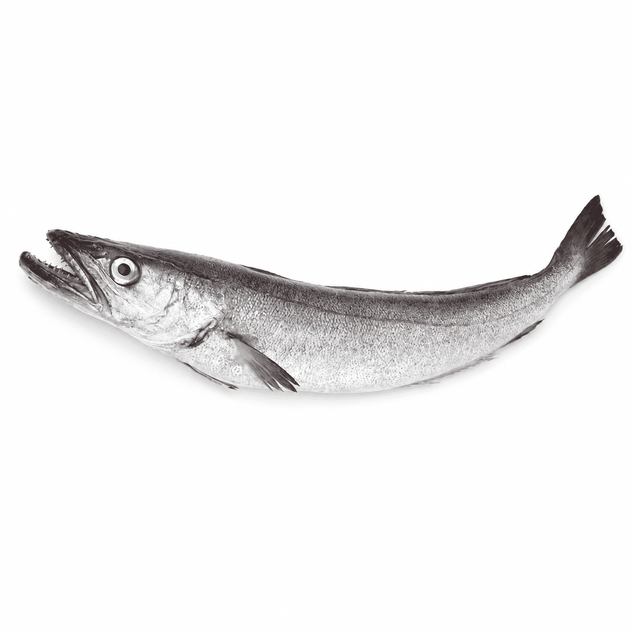 Hake Fish per kilo